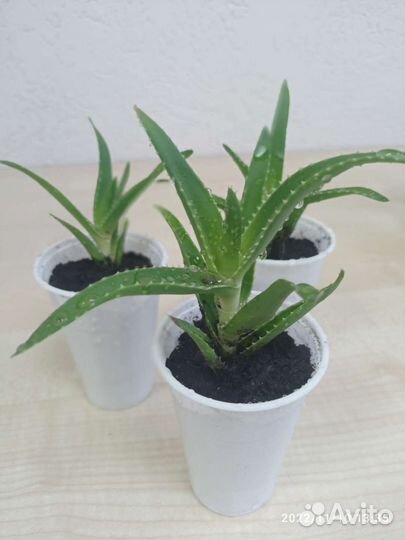 Алоэ гибрид спинозиссима (детки)