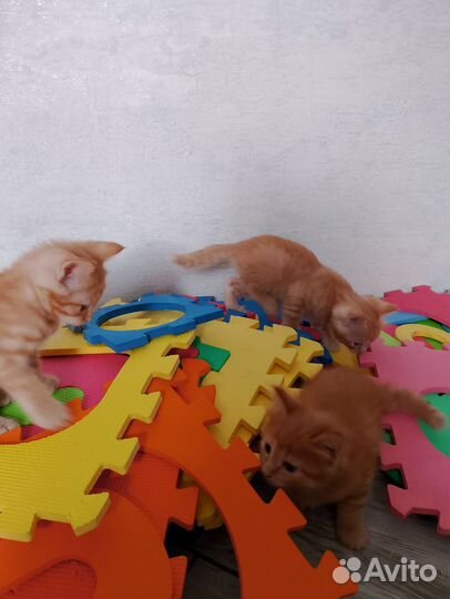 Котята в дом