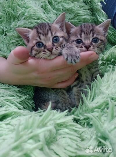 Котята в дар