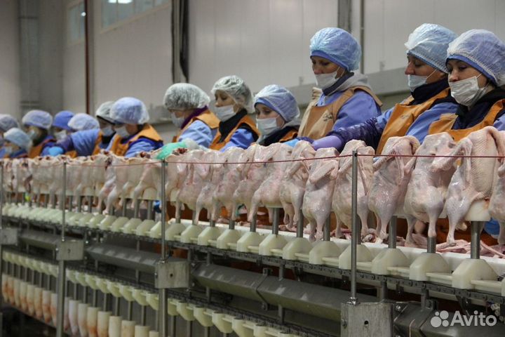 Разнорабочий на птицефабрику вахта от 20 смен