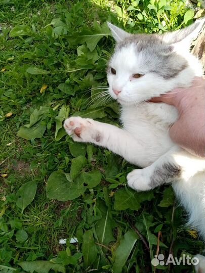 Подкинули кота.Ласковый