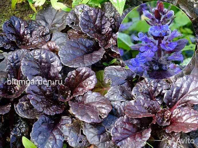 Отдам садовые и комнатные растения