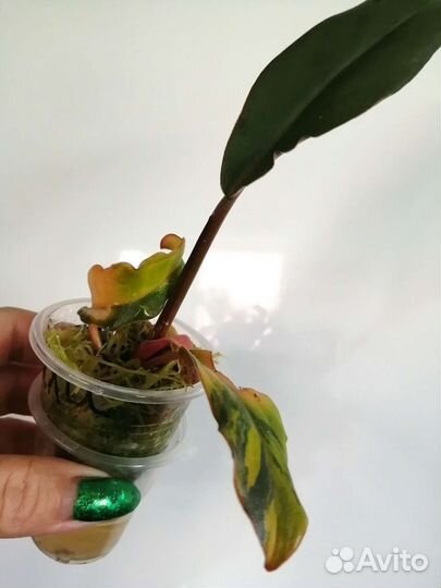 Филодендрон карамель марбл вар