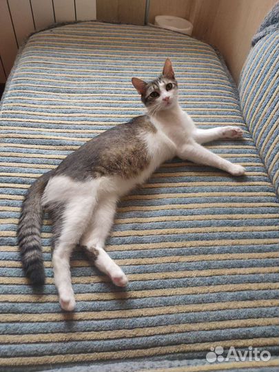 Кот Лунтик в добрые руки