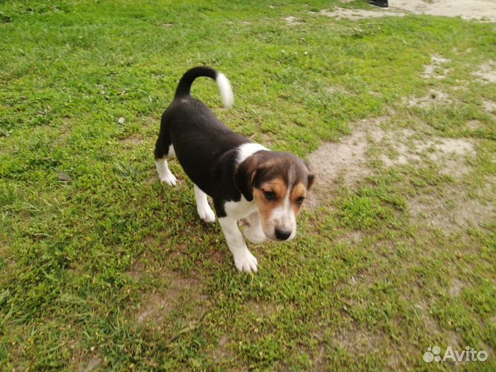 Щенок русская пегая гончая