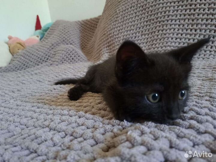 Котенок в добрые руки