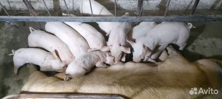 Поросенок ландрас+ландрос+Пьетрен