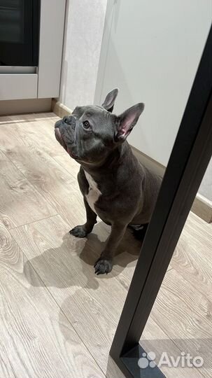 Выгул собак