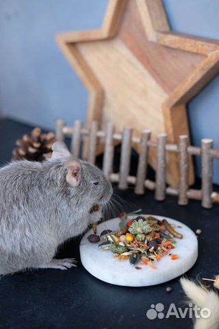 Корм для дегу и шиншилл