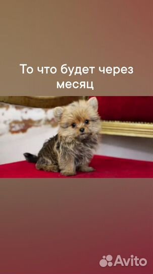 Щенки немецкого шпица