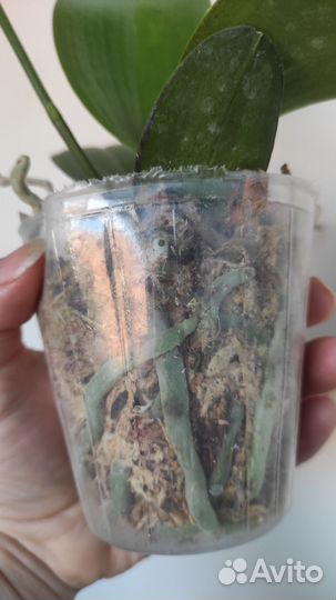 Орхидея бабочка Спот Леопард