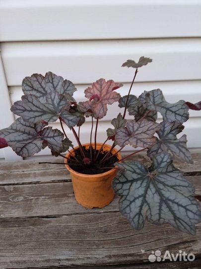 Туя Даника(шар). Жасмин крупн. Гейхера