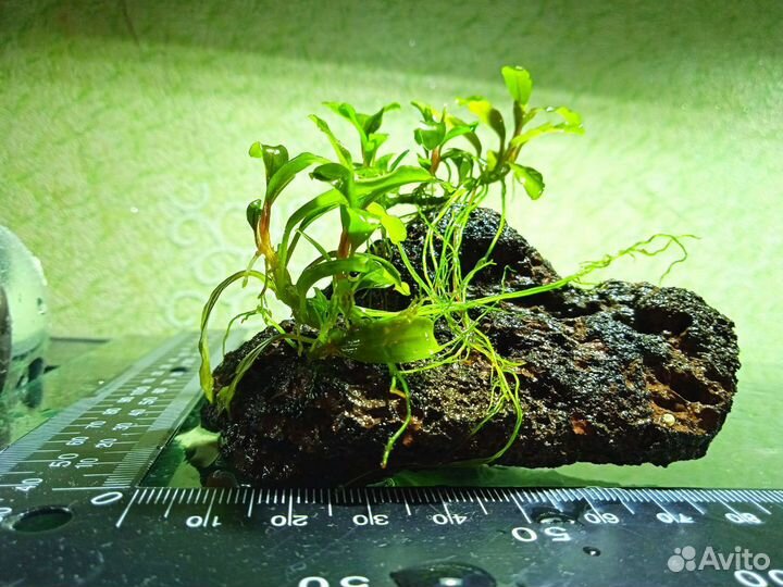 Аквариумные растения