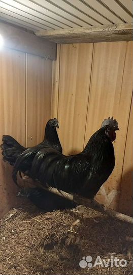 Цыплята, инкубационное яйцо