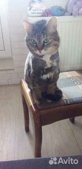 Вычес котов и кошек