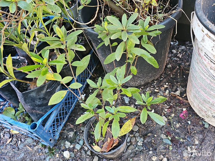 Азалия, рододендрон