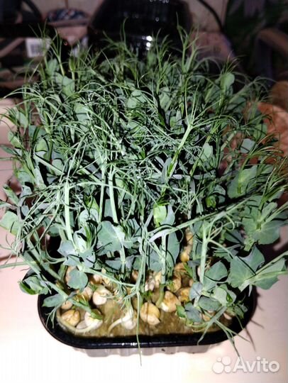 Микрозелень