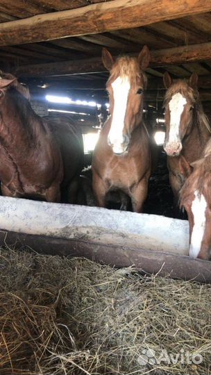 Жеребцы тяжеловозы