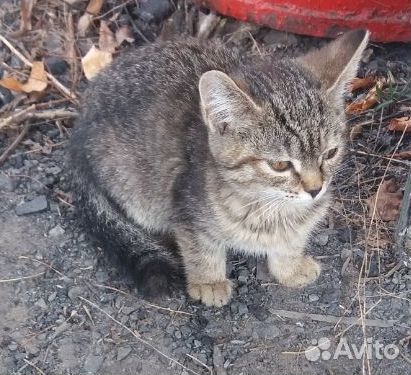 Очень красивая мурлыка