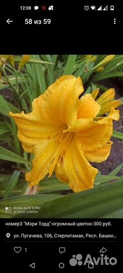 Лилейник 50 сортов