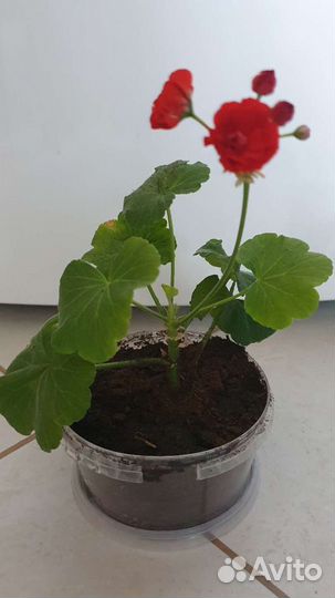 Пеларгония (герань)