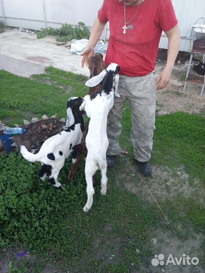 Козочки камори