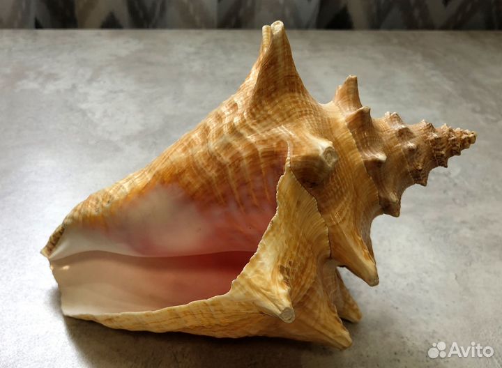 Большая морская ракушка