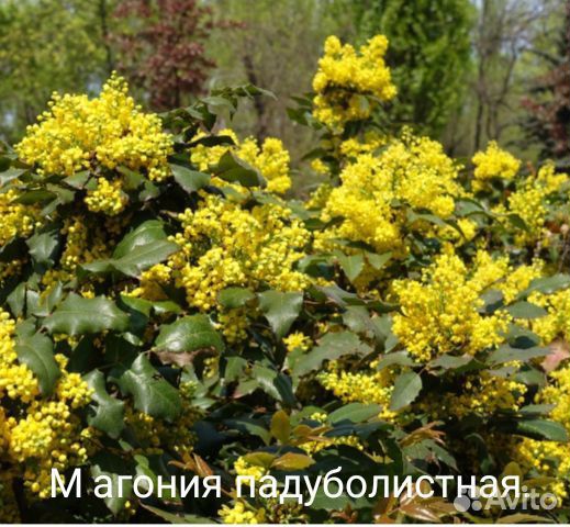 Магония падуболистная