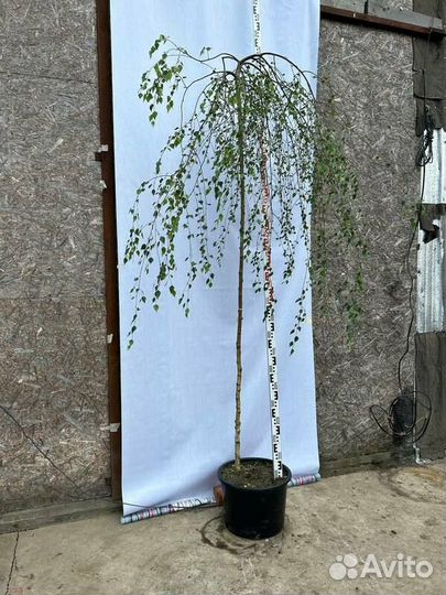 Береза повислая Юнги на штамбе