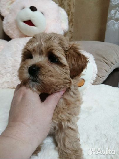 Мальтипу f1 mini