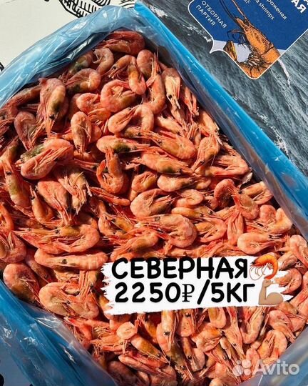 Креветки северные 250+