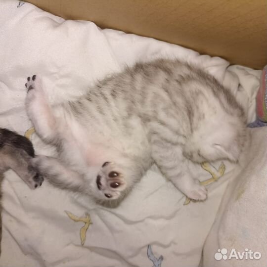 Шотландские котята