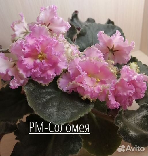 Набор деток фиалок