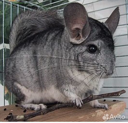 Шиншилла в добрые руки