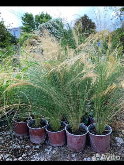 Декоративные злаки