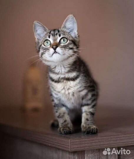 Котенок котик кот 2,5 месяца, в добрые руки