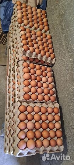 Домашние куриные яйца