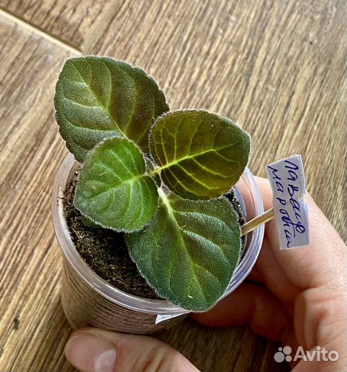 Глоксиния махровая «Лавандовый мартини» детка