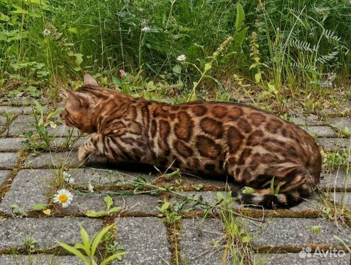 Бенгальский кот производитель вязка
