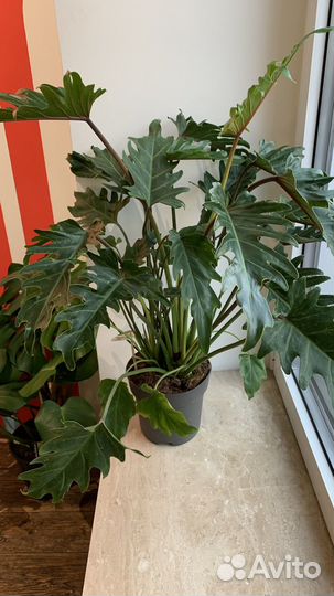 Филодендрон 90 см