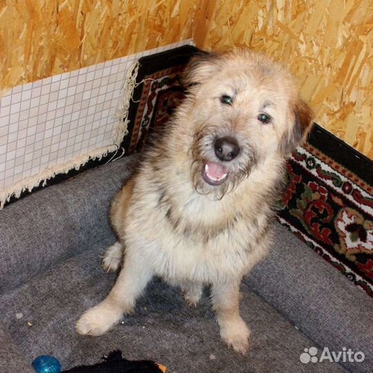 Собака Тэди пушистый ищет дом