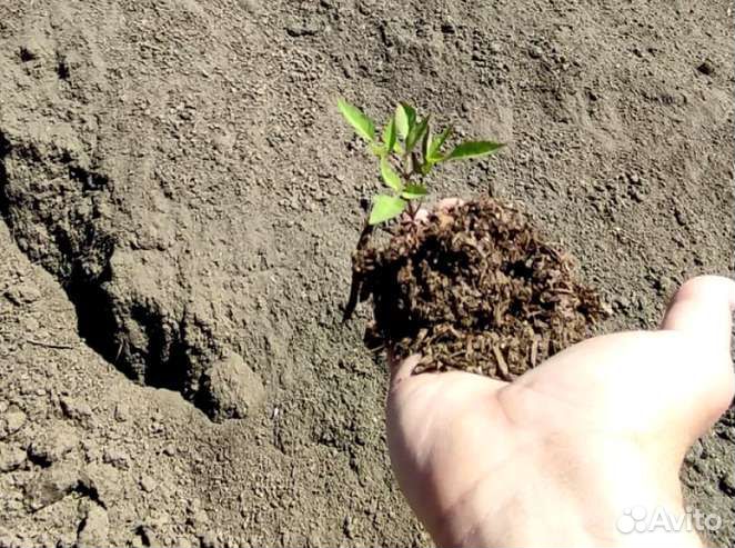 Опилки с конским навозом (конская подстилка) 50 ли