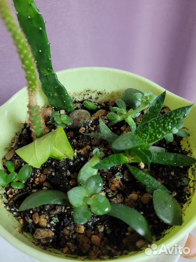 Флорариум суккуленты кактусы