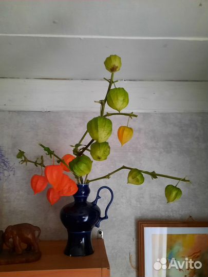 Физалис сухоцвет