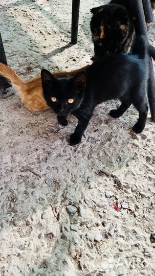 Котята бесплатно