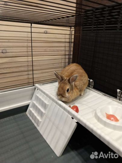 Клетка с кроликом