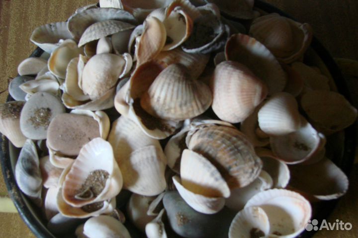Ракушки морские для аквариума