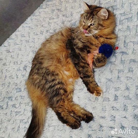 Роскошная полусибирская кошка Месси 6 мес.в дар