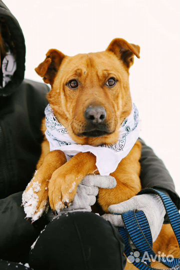 Трусишка Тибет в добрые руки