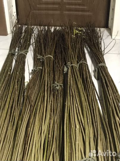 Черенки Американка гигантская